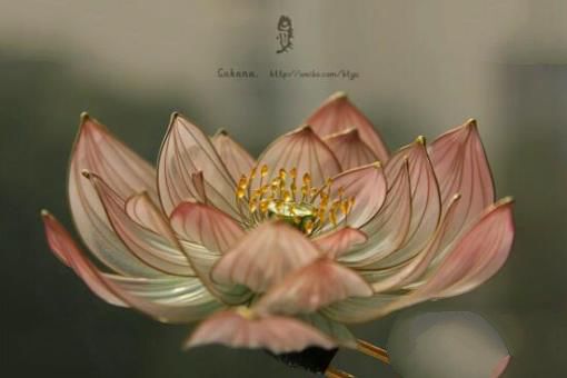母亲节送什么花,适合母亲节送的花排行榜