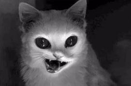 七个关于猫的灵异事件，看完你就惊呆了！