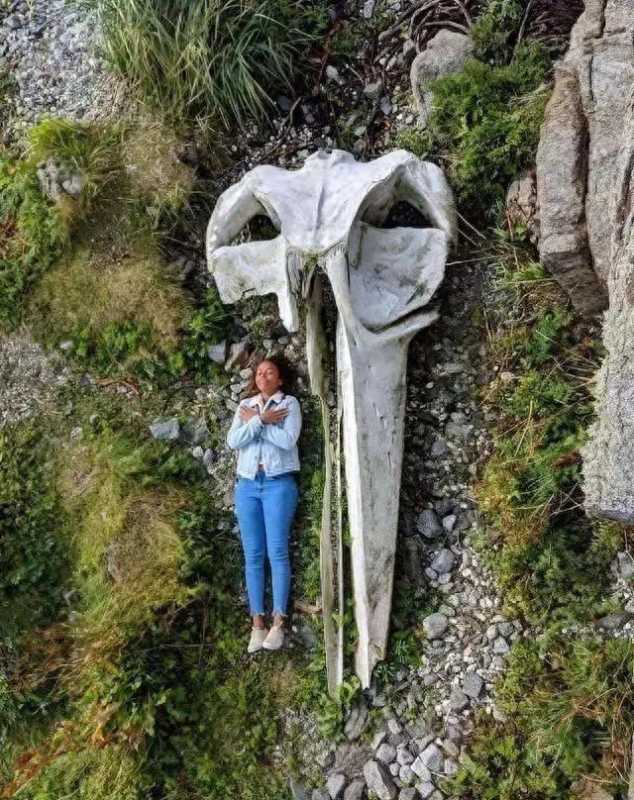 世界奇闻大赏：探秘全球离奇趣事